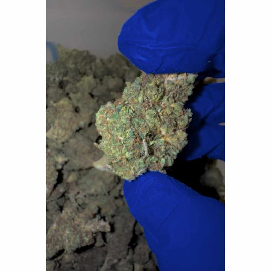 THC-R KVĚTY GELATO 20% - BULK